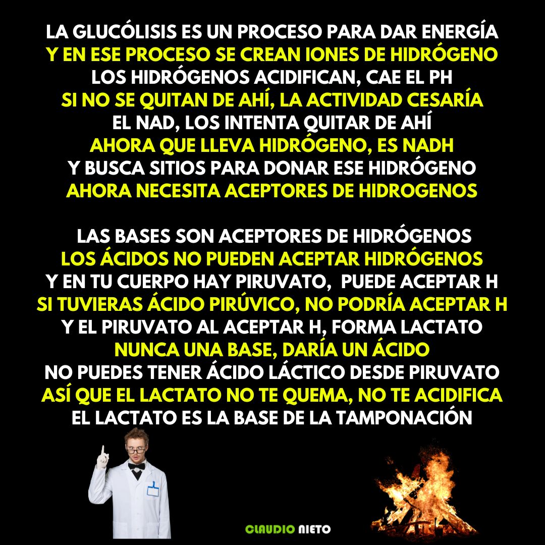 🧬 ¿Te han dicho que el lactato te quema los músculos?
Eso es un MITO. ❌🔥

Durante la glucólisis (ese proceso que nos da energía 💥), se generan iones de hidrógeno (H⁺). Si se acumulan, el pH baja 📉 y la célula se acidifica… y eso sí que paraliza el rendimiento 🛑.