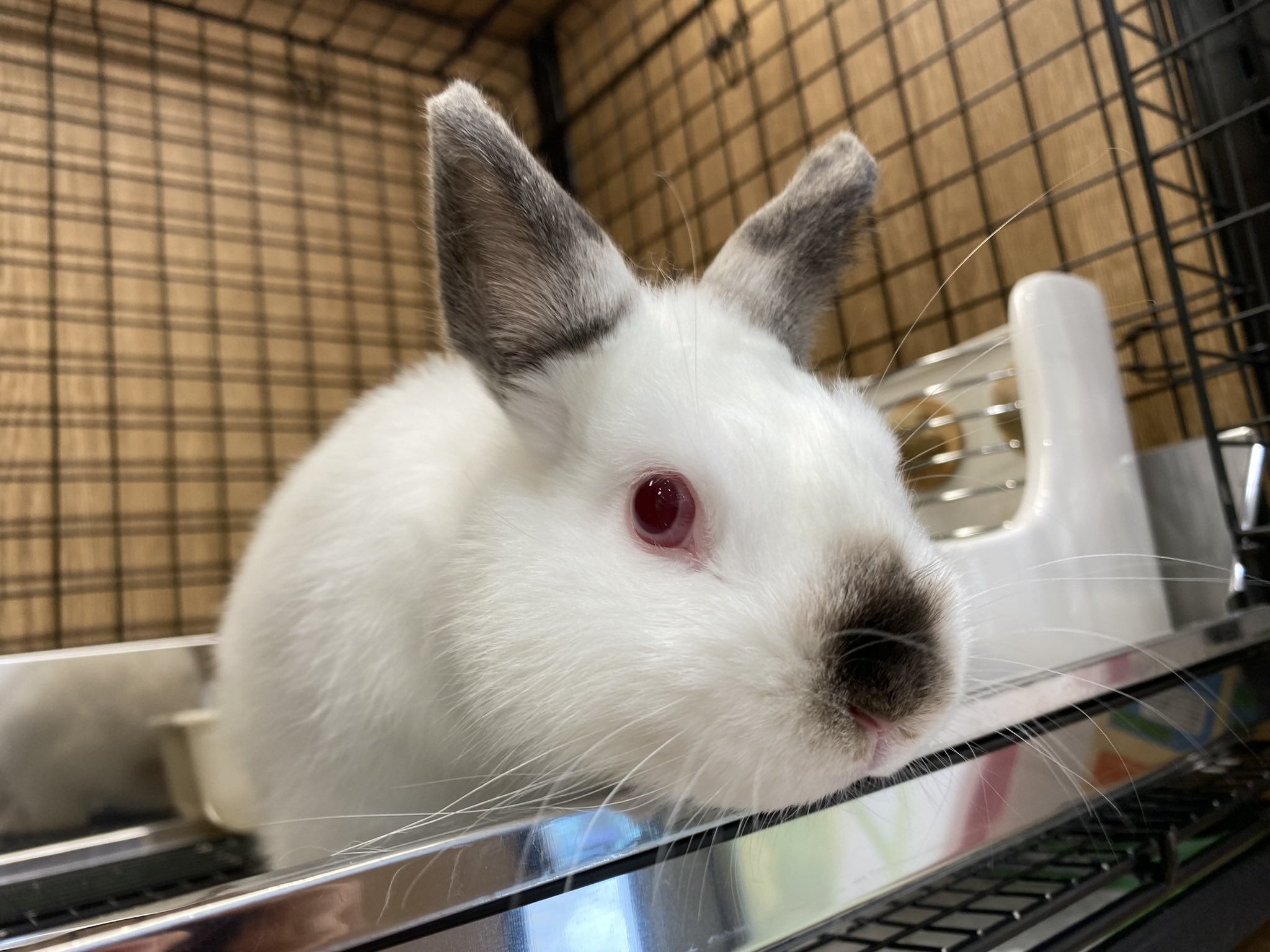 うさぎのしっぽオリナス錦糸町店 on X: うさぎのしっぽオリナス錦糸町店 on X: