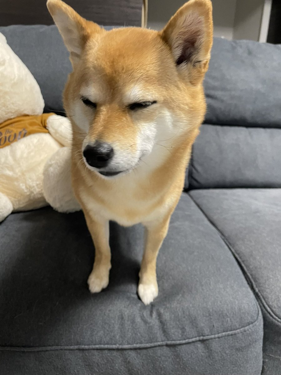これから撫でくりまわされることを悟りながらも迷惑そうに受け入れる
豆柴むぎ♀