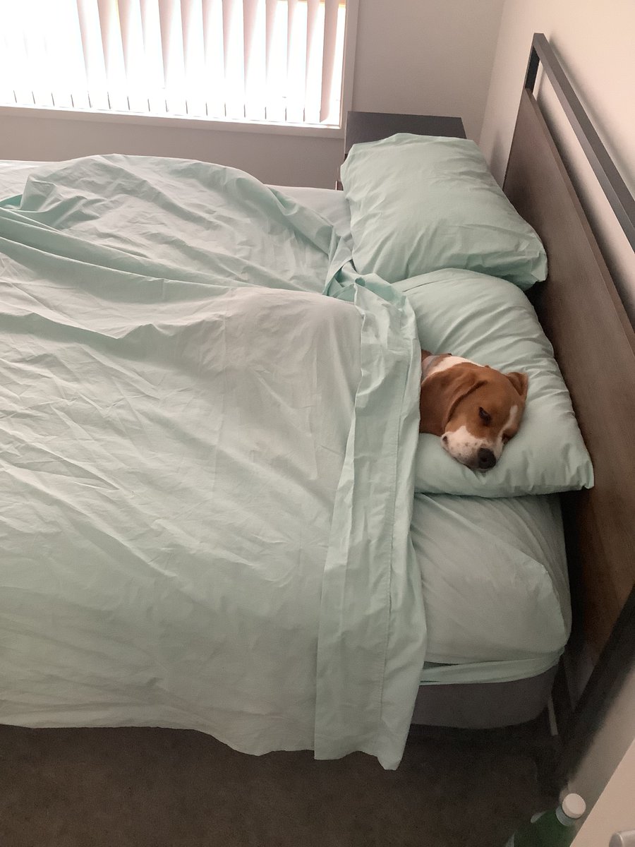 Comfortable enough?
#beagle #beaglefacts