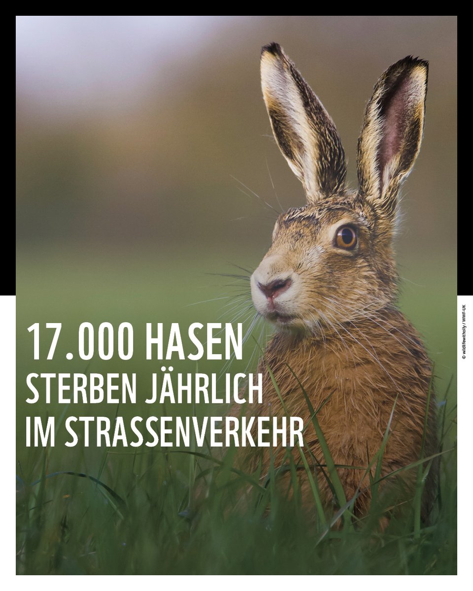 WWF Austria (@wwfaustria) on Twitter photo Kein frohes Osterfest für Hasen in 🇦🇹. Denn jährlich sterben über 17.000 Tiere auf den Straßen. “Die ständige Erweiterung des Straßennetzes führt gemeinsam mit der Zersiedelung zu mehr Verkehr – eine Katastrophe für Wildtiere & ihre Lebensräume", sagt unser Experte <a href="/PoriesSimon/">Simon Pories</a>. Kein frohes Osterfest für Hasen in 🇦🇹. Denn jährlich sterben über 17.000 Tiere auf den Straßen. “Die ständige Erweiterung des Straßennetzes führt gemeinsam mit der Zersiedelung zu mehr Verkehr – eine Katastrophe für Wildtiere & ihre Lebensräume", sagt unser Experte <a href="/PoriesSimon/">Simon Pories</a>.