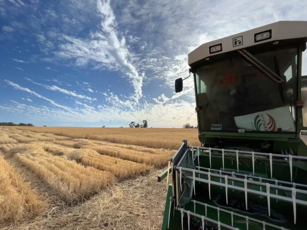 We're looking for a Farm Hand to join our WA team, working predominately at our production site at Wundowie. If you love working outdoors &amp; have a passion for farming, apply now! 

🔗 intergrain.com/career/farm-ha…