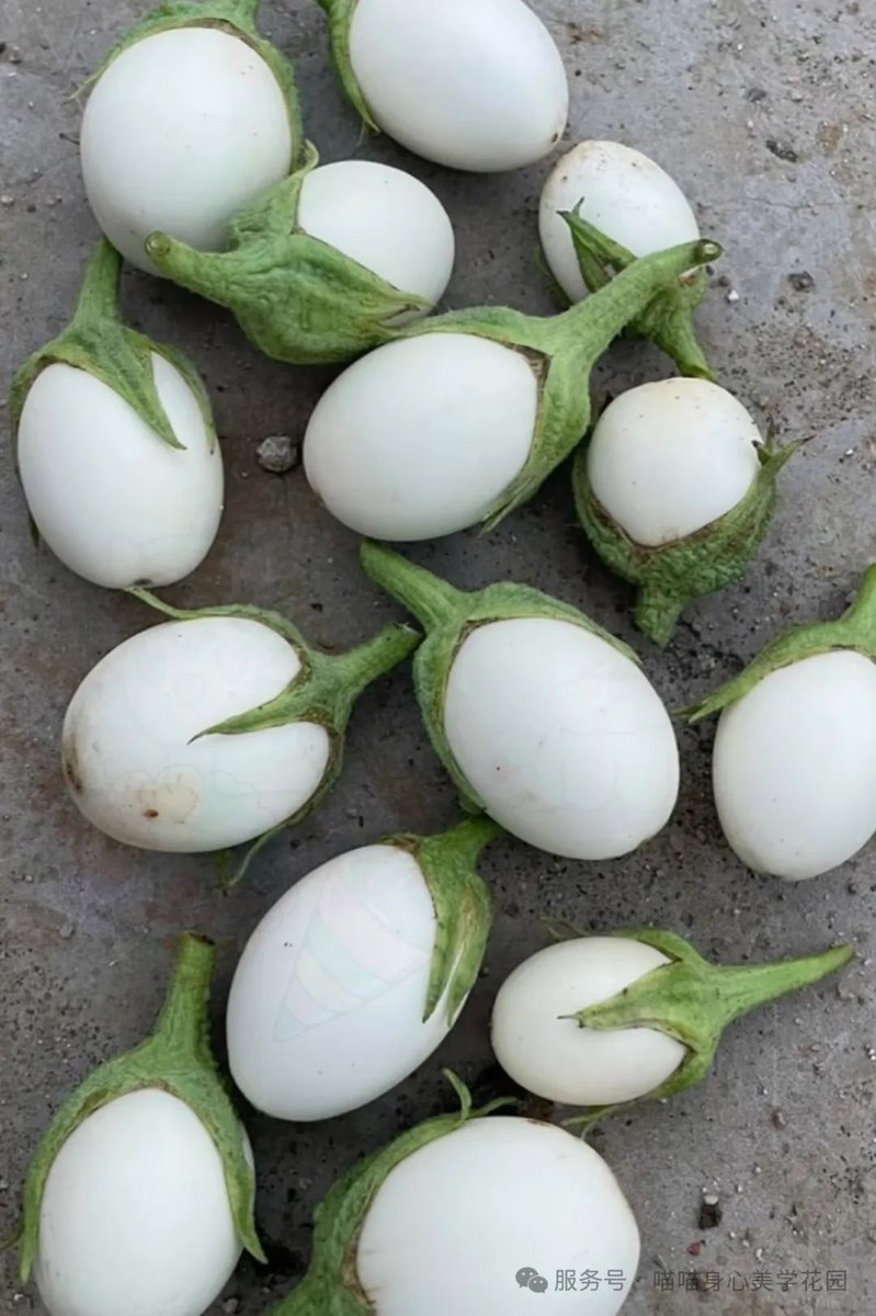 你知道茄子的英文吗？
叫eggplant，