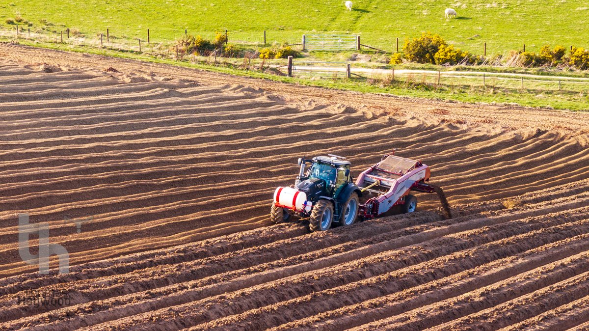 thaywoodphoto's tweet image. De-stoning before potato planting 🚜
Why? Fewer stone bruises, smoother planting, better harvest.
This steep Highland field? The tractor can only work uphill!
📸 Shot by drone to show scale &amp;amp; skill.
Need aerial farming content? DM me.
#AgricultureFromAbove #DroneFarming