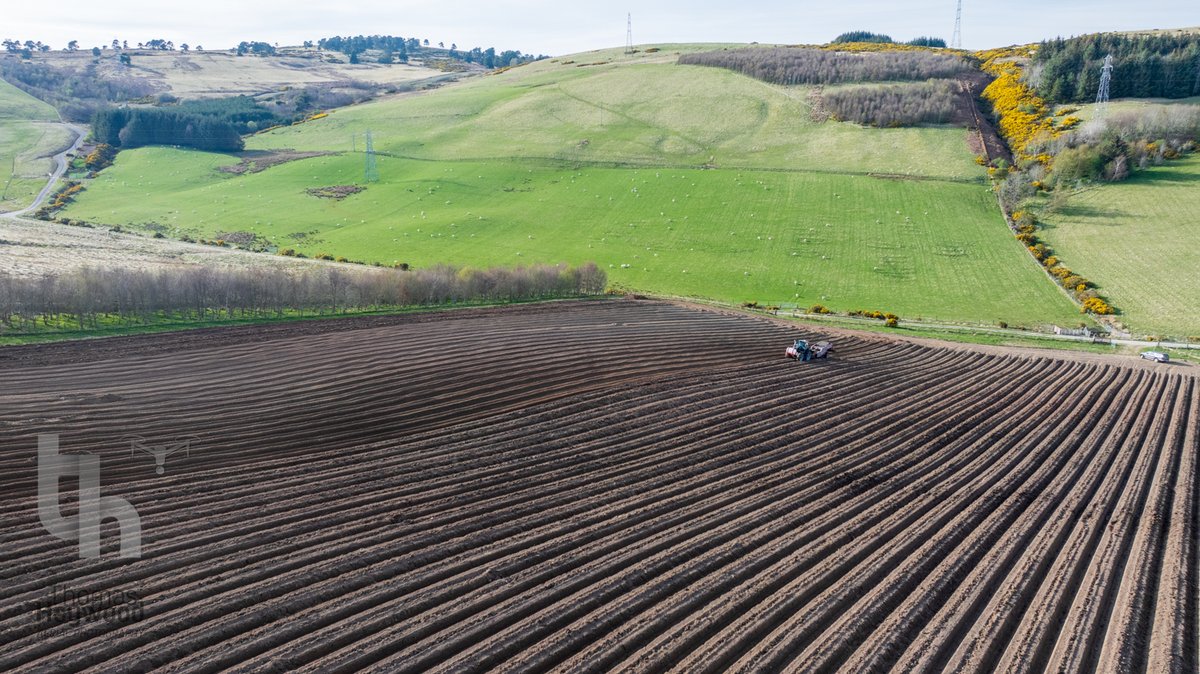 thaywoodphoto's tweet image. De-stoning before potato planting 🚜
Why? Fewer stone bruises, smoother planting, better harvest.
This steep Highland field? The tractor can only work uphill!
📸 Shot by drone to show scale &amp;amp; skill.
Need aerial farming content? DM me.
#AgricultureFromAbove #DroneFarming