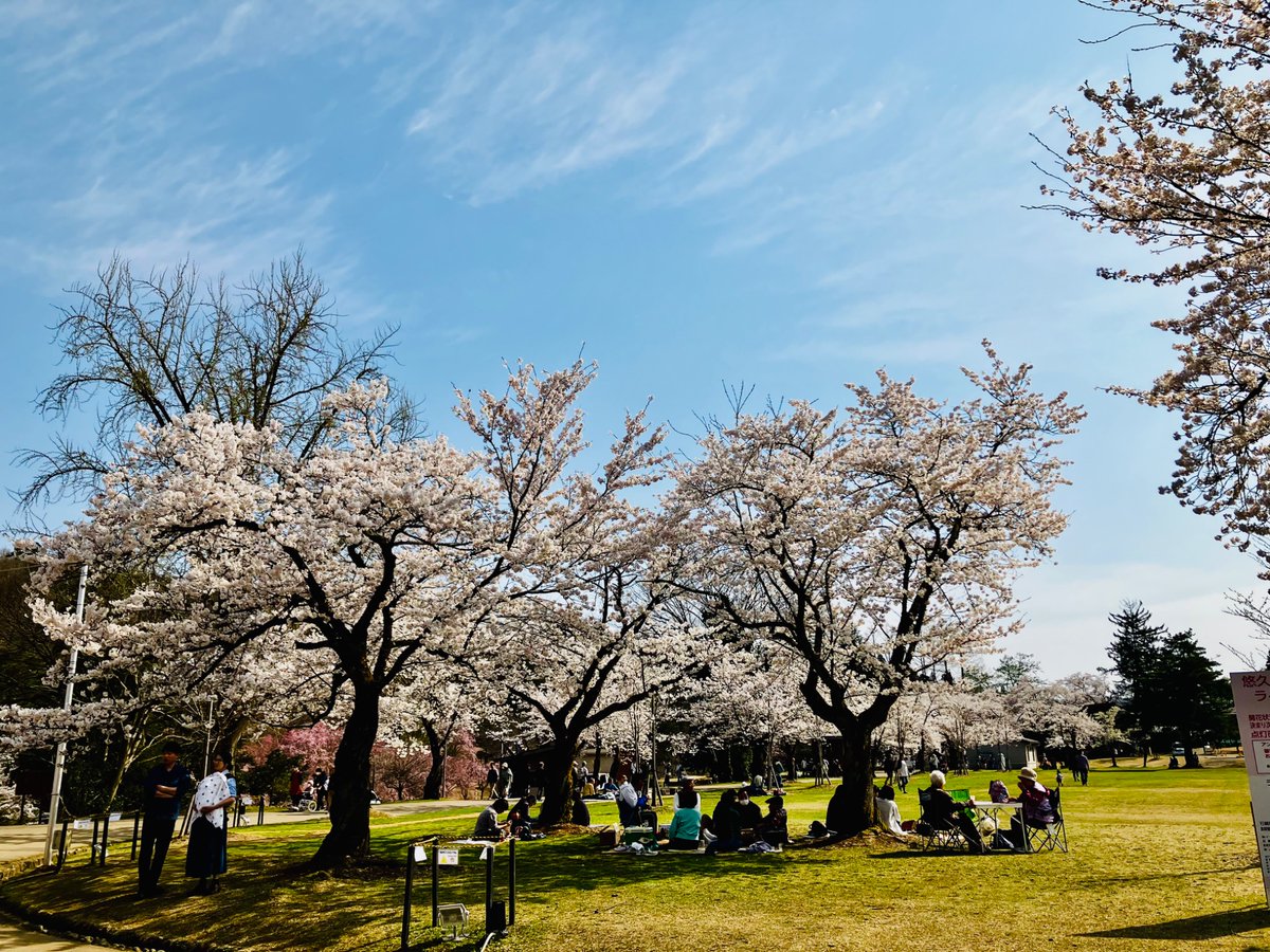 ikumeetsbeer's tweet photo. 悠久山公園の桜🌸が満開近くでした✨緑とピンクとブルーの春らしい景色がよかったぁ
平日だけど人がいっぱい！ https://t.co/QajVzA6Jlq