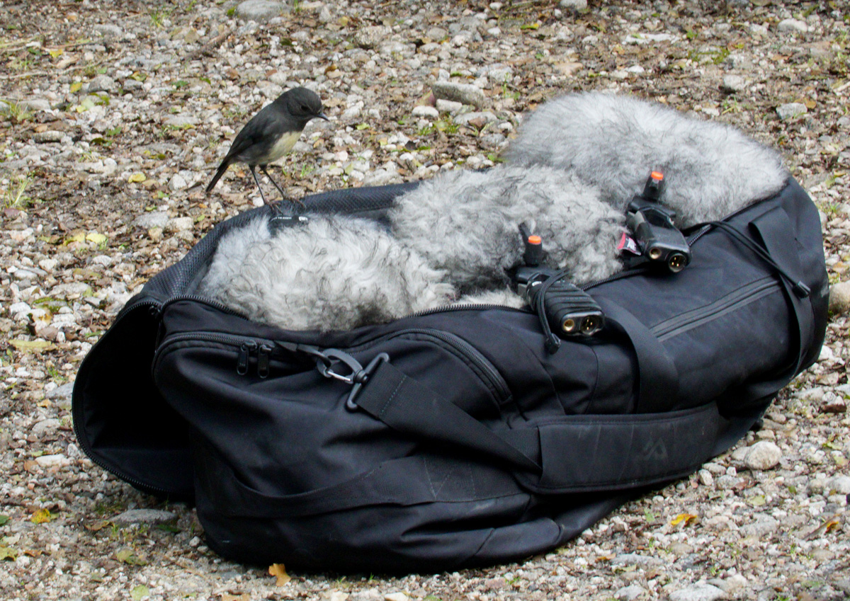 timprebble's tweet image. Floof Inspector checking out my mics

South Island Robin, Kahurangi National Park
#nz #fieldrecording