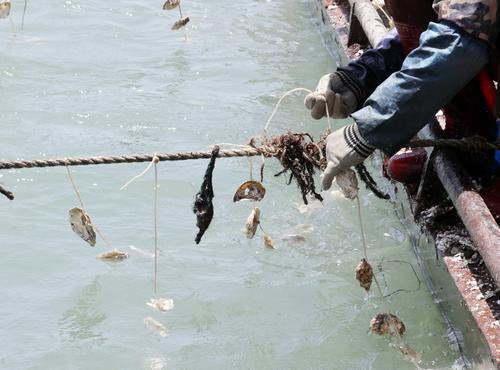 QuanzhouEN's tweet image. #QuanHouNews Spring farming is in full swing at sea! Near the coastal waters of Quangang District, Quanzhou City, fishermen are busy releasing oysters into the sea.🌊🦪 #SpringFishing #Mariculture @xuejianosaka @HolaFujian