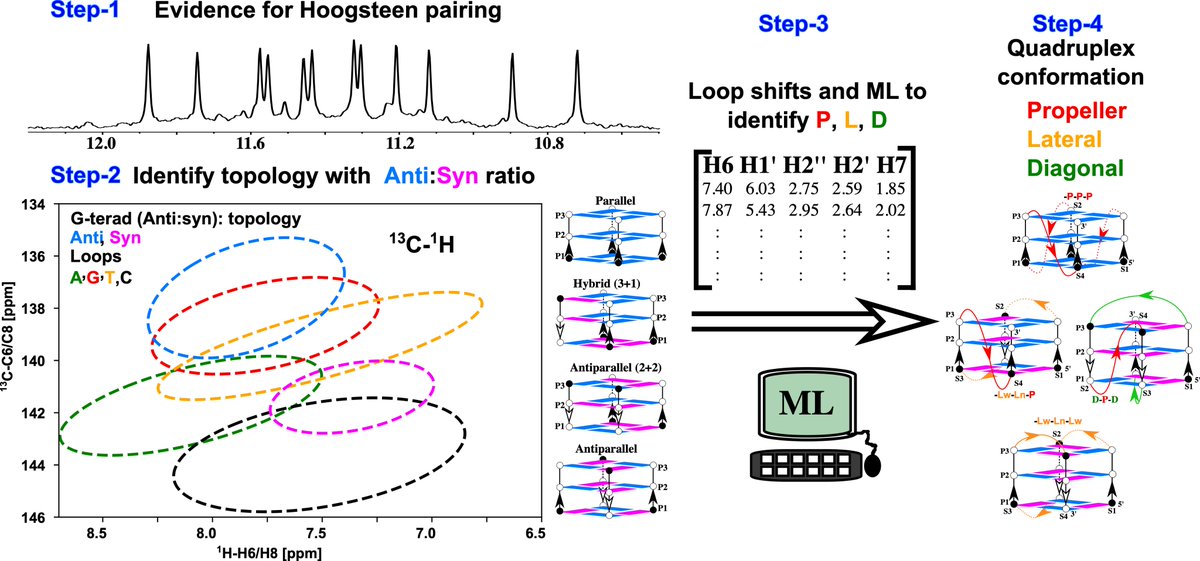 Bharathwaj Sathyamoorthy (@bwajtweeting) on Twitter photo Following up the chemical shifts-tetrads story, we present how loop 13C/1H #NMR chemical shifts aid in topology discrimination of the polymorphic #DNA #Gquadruplexes. Congratulations <a href="/RR_Sannapureddi/">Rajesh Sannapureddi</a>!
📜: doi.org/10.1002/cphc.2…
₹: <a href="/ANRFIndia/">Anusandhan National Research Foundation</a> <a href="/iiserbhopal/">IISER Bhopal</a> <a href="/chm_iiserb/">Dept of Chemistry, IISER Bhopal</a> 🫡🫡 Following up the chemical shifts-tetrads story, we present how loop 13C/1H #NMR chemical shifts aid in topology discrimination of the polymorphic #DNA #Gquadruplexes. Congratulations <a href="/RR_Sannapureddi/">Rajesh Sannapureddi</a>!
📜: doi.org/10.1002/cphc.2…
₹: <a href="/ANRFIndia/">Anusandhan National Research Foundation</a> <a href="/iiserbhopal/">IISER Bhopal</a> <a href="/chm_iiserb/">Dept of Chemistry, IISER Bhopal</a> 🫡🫡