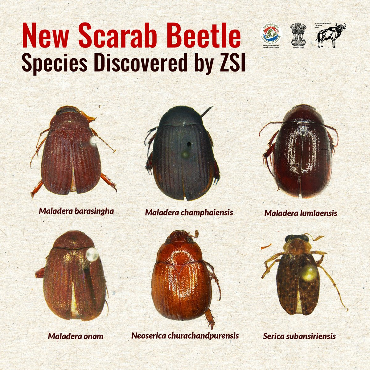 ZoologicalI's tweet photo. Breakthrough Discovery!
Zoological Survey of India & Museum A.Koenig,Germany discovers 6 New Scarab beetles from India's biodiversity Hotspots—Northeast India & the Western Ghats!
#BiodiversityHotspot #ScienceForGood #ConservationNow #Zootaxa #India https://t.co/0Gt6dNUUHD