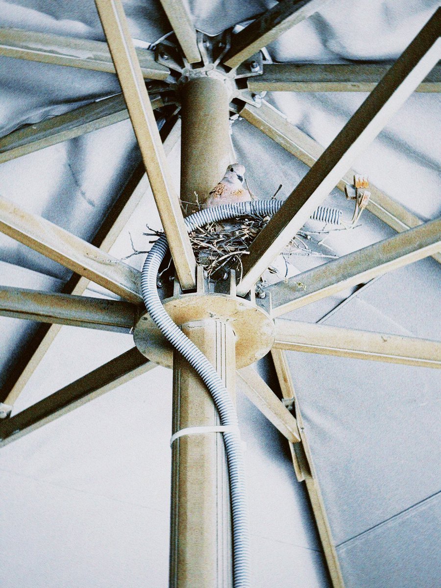 Zelalalal's tweet image. Hastanede hep oturduğumuz masanın şemsiyesine kumrular yuva yaptı. Mitolojide kumru iyi haberlerin temsilcisi, barışın ve umudun habercisidir. Enerjinizi aldık sevgili kumrular.  🤍