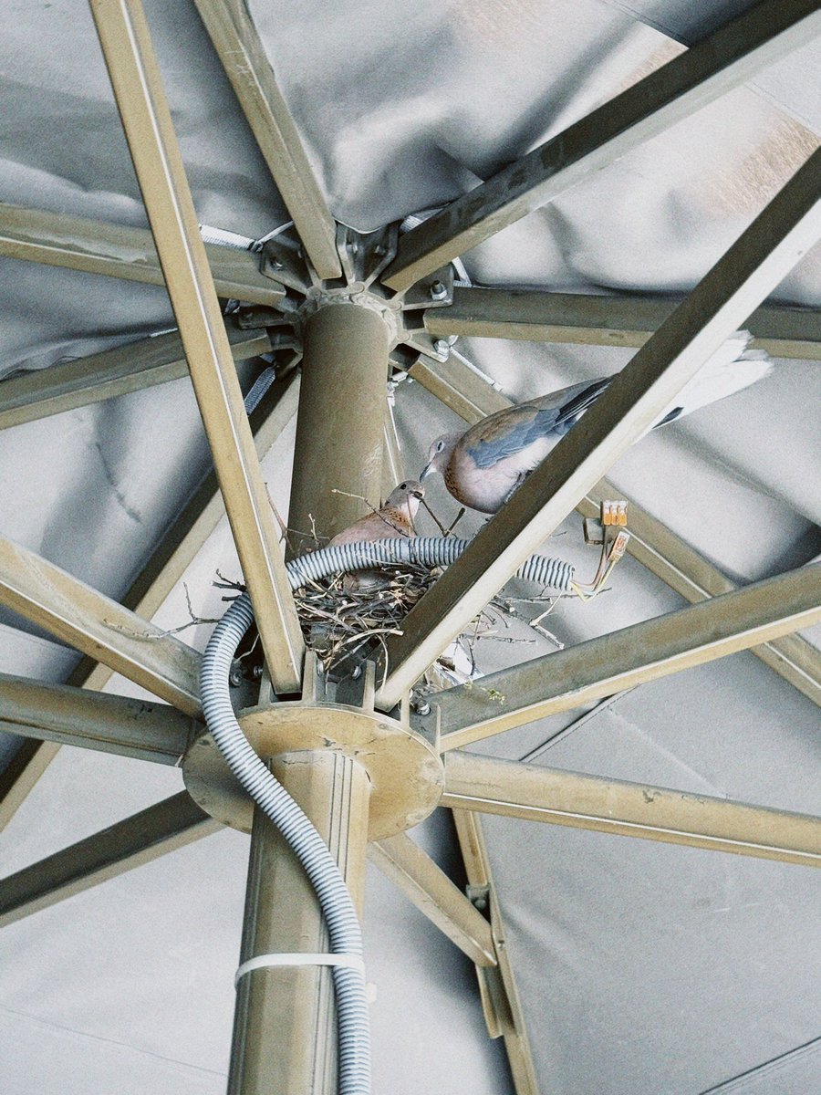 Zelalalal's tweet image. Hastanede hep oturduğumuz masanın şemsiyesine kumrular yuva yaptı. Mitolojide kumru iyi haberlerin temsilcisi, barışın ve umudun habercisidir. Enerjinizi aldık sevgili kumrular.  🤍