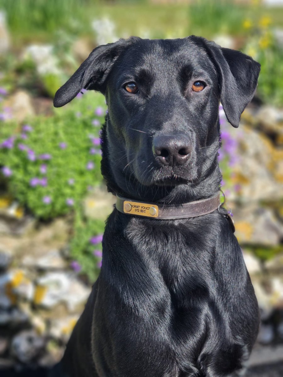 TPDs Pablo and Ron have successfully completed their 6 week specialist course to become the latest PDs to join <a href="/dorsetpolice/">Dorset Police</a>’s frontline.
Congratulations to Pablo, Ron and their handlers for all their hard work 🐾

#dorsetpolice #policedogs #specialistdog #thenoseknows
