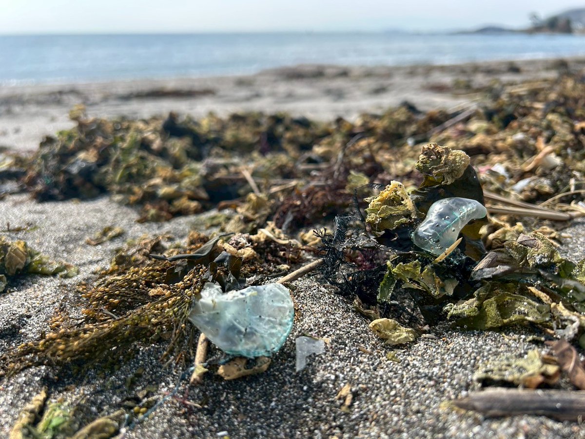 bikazaidan's tweet photo. 強い南風の影響で、海岸にカツオノエボシがあがっています。
量は多くはないのですが、これからがシーズンですので、ご注意を！

カツオノエボシとは、触手に強力な毒を持ち、刺されると電気ショックを受けたかのような激痛が走ります。死んでいるものも危険ですので、決して触らないで下さい。 https://t.co/gDDsL3yGUi