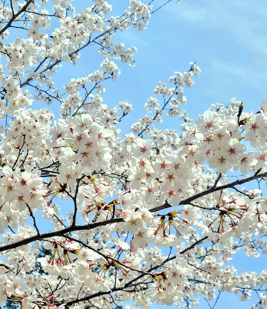 「先週の桜を偲んで、今は葉桜の下を歩いてます#毎日春ウォーキング 」|樋口橘@「シャンピニオンの魔女」マンガparkで連載中🍄7巻発売中🍄のイラスト