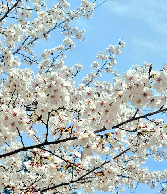 先週の桜を偲んで、今は葉桜の下を歩いてます#毎日春ウォーキング 