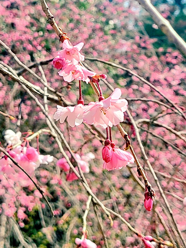 「先週の桜を偲んで、今は葉桜の下を歩いてます#毎日春ウォーキング 」|樋口橘@「シャンピニオンの魔女」マンガparkで連載中🍄7巻発売中🍄のイラスト