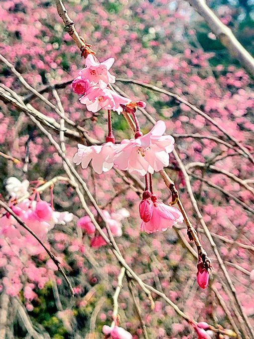 先週の桜を偲んで、今は葉桜の下を歩いてます#毎日春ウォーキング 