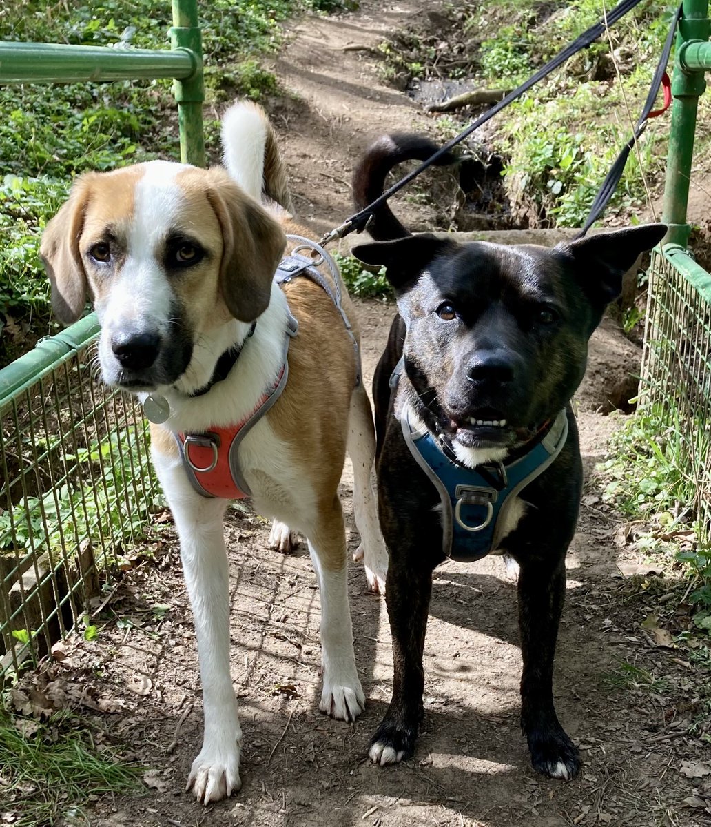 Amazing news pupster Zoro has found his forever home with D4R adopted Max 🐶🐶 Challenge us to matchmake for you, we rehome across the North West and many of our dogs are dog friendly. Fill in a form and Amy will be in touch 💜
dogs4rescue.co.uk/apply-to-adopt/