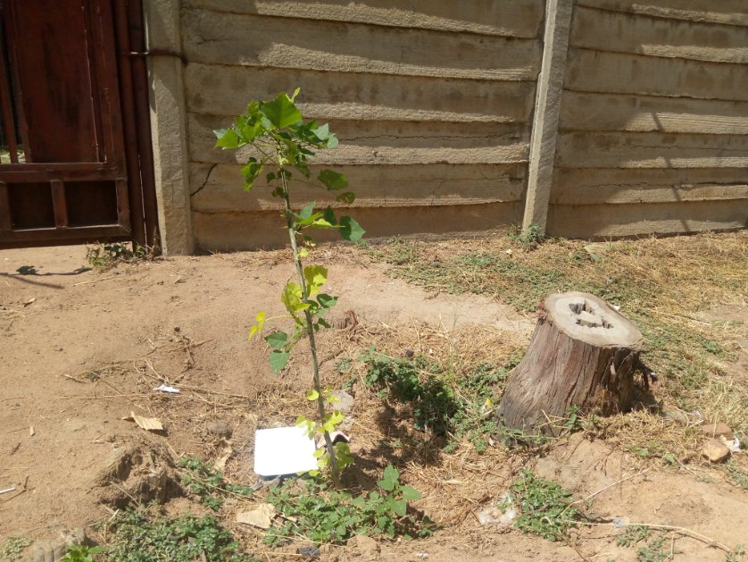 TreeKnowers's tweet image. Did some follow-up yesterday, and it was great to see that the #trees  we recently planted in Glenorah are doing well! #TreePlanting     #FollowUp 
#treeknowersandgrowers