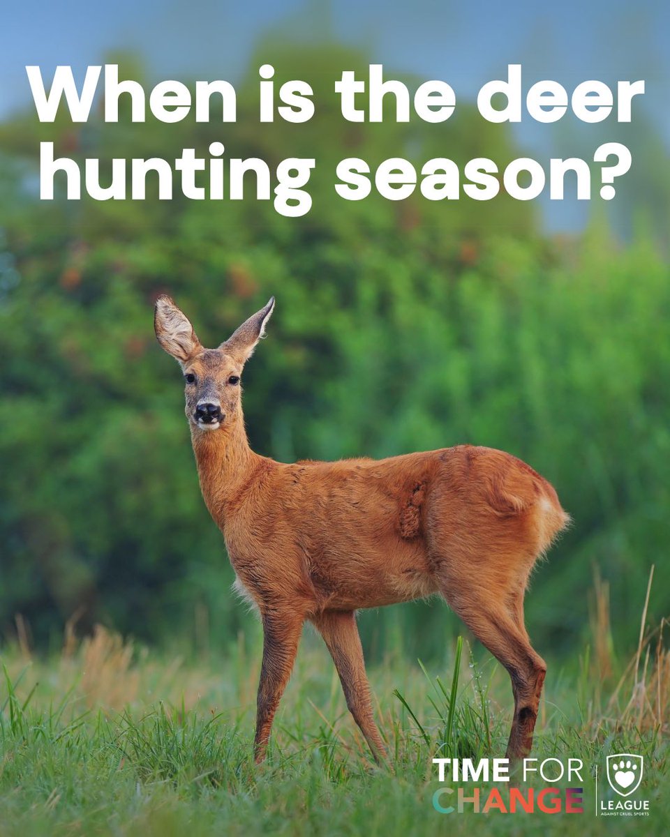 LeagueACS's tweet photo. While fox hunting often dominates the headlines, deer are among the forgotten animals still suffering at the hands of hunts.
It’s time for change. Write to your MP and demand stronger hunting laws.
👉 https://t.co/X6xa7mMns0
#TimeForChange #ForgottenAnimals https://t.co/OAgt8A51sM
