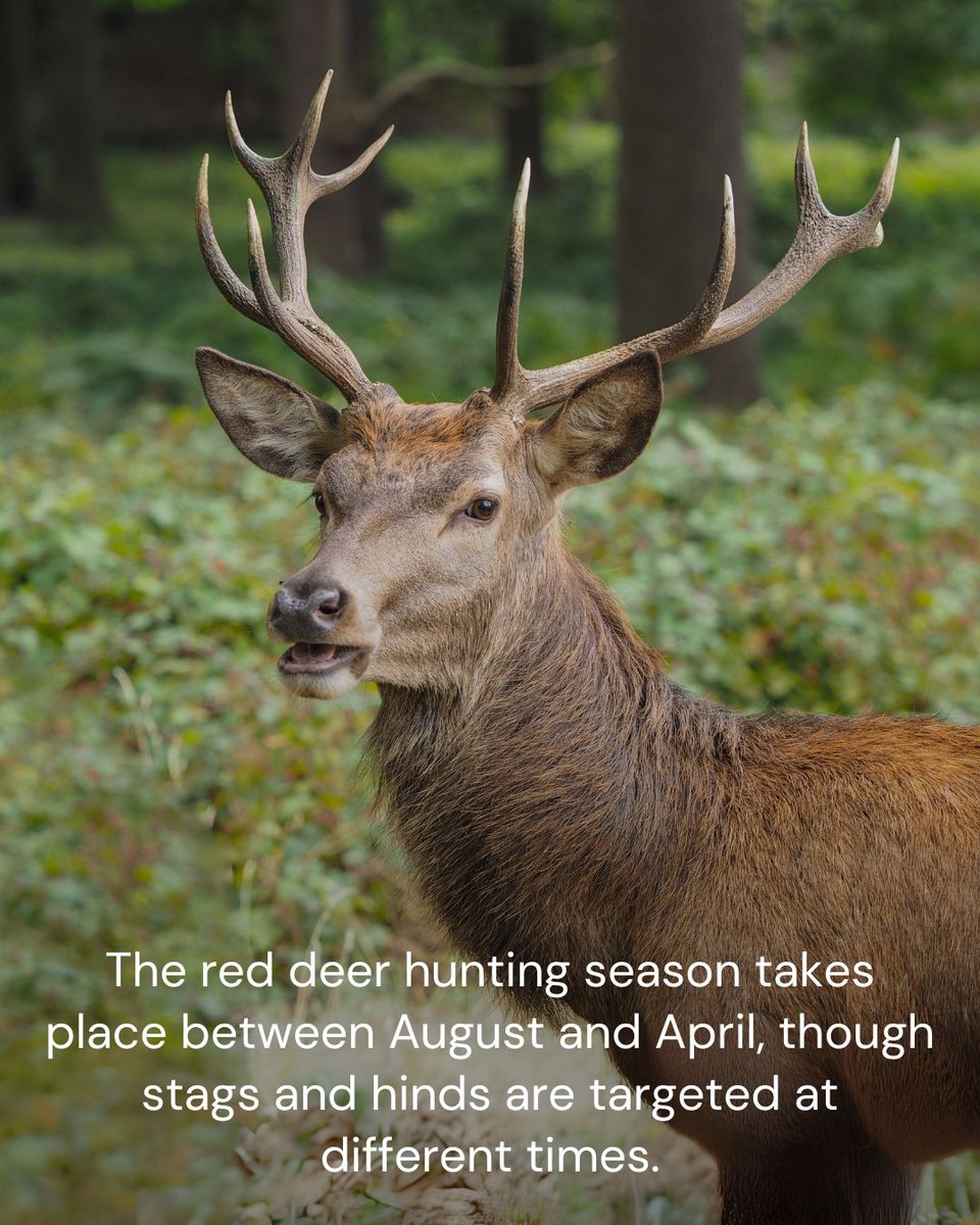 LeagueACS's tweet photo. While fox hunting often dominates the headlines, deer are among the forgotten animals still suffering at the hands of hunts.
It’s time for change. Write to your MP and demand stronger hunting laws.
👉 https://t.co/X6xa7mMns0
#TimeForChange #ForgottenAnimals https://t.co/OAgt8A51sM