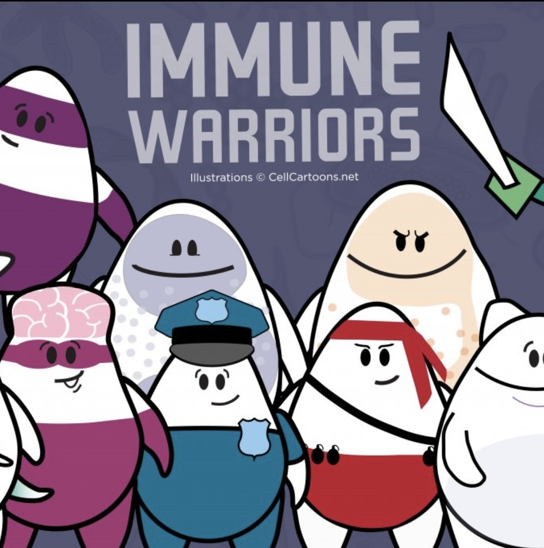 Emmanuel (@ejustin46) on Twitter photo The incredible world of T-CELLS and why are they exhausted fighting the SARS-COV-2 virus ?
(An explanation🧵 for kids based on an astonish study Thanks to <a href="/DavidJoffe64/">David Joffe MB BS (Hons), PhD, FRACP 🇦🇺</a>)
sciencedirect.com/science/articl… The incredible world of T-CELLS and why are they exhausted fighting the SARS-COV-2 virus ?
(An explanation🧵 for kids based on an astonish study Thanks to <a href="/DavidJoffe64/">David Joffe MB BS (Hons), PhD, FRACP 🇦🇺</a>)
sciencedirect.com/science/articl…