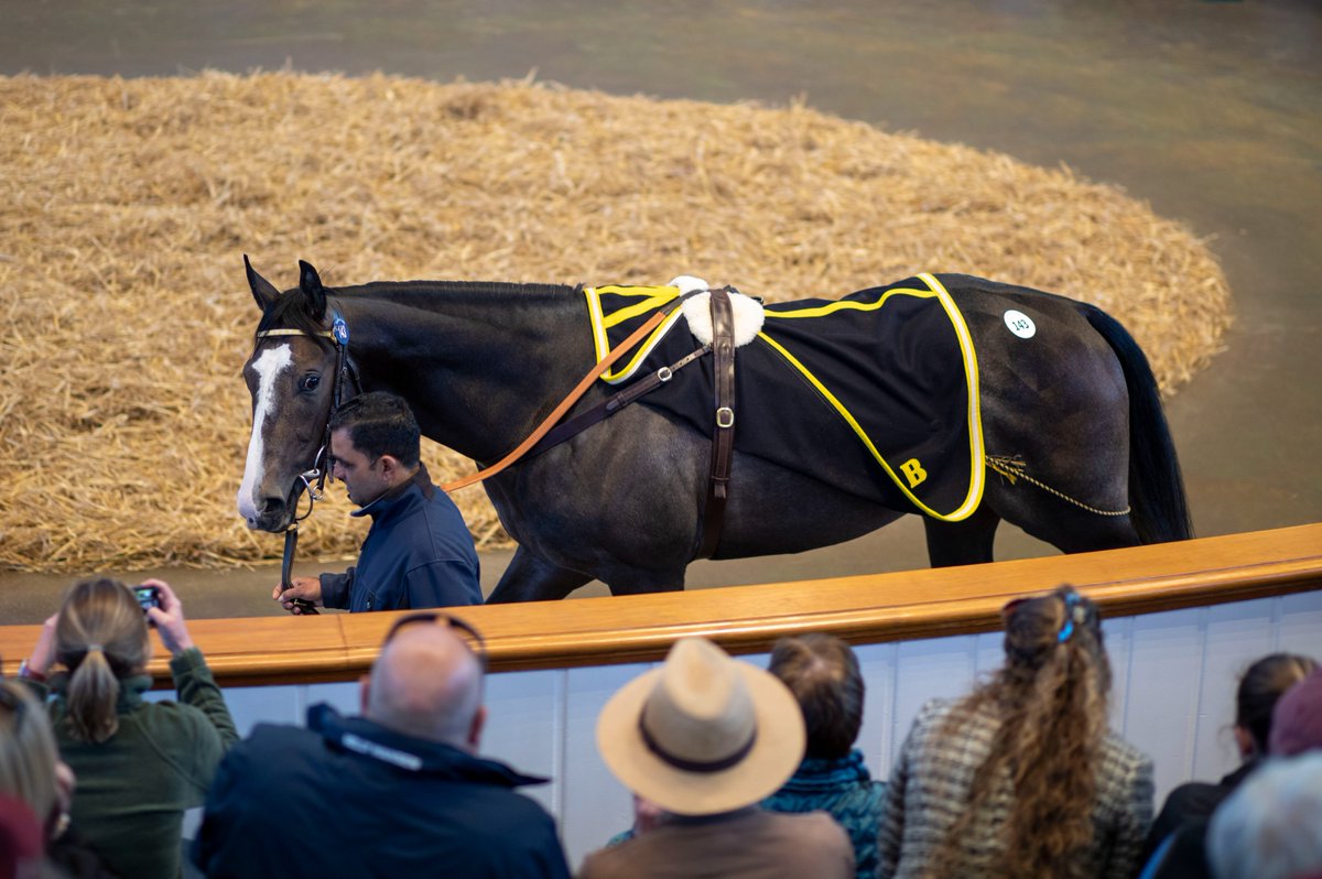Racing Post Bloodstock tweet media