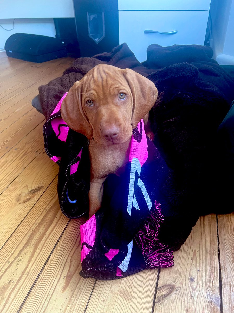 StephanieSLE's tweet photo. Our new little @FlyhawkNetball Office Pup has already got her little paws on the merch! @Pulse_Netball @BirdBeers 🤣💞 https://t.co/Eszl0QQeu1
