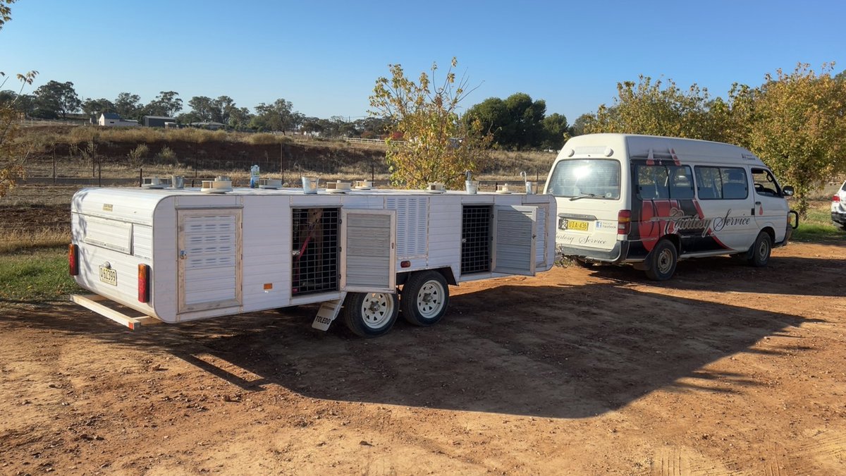MickDehlsen05's tweet photo. Trial Day for the Champs!!☀️🐶
@Temoragreys @Thedogs_com_au @GlendaleKennels 🐾 @ADehlsen3DF 
#Temora https://t.co/sa5JSpBuKR
