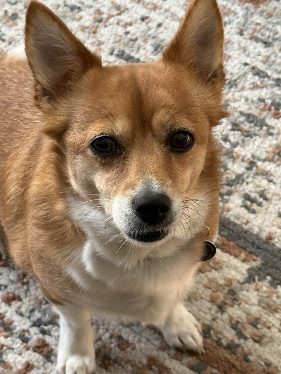 Holidogs's tweet photo. Latest visitors really want some of my toast…
#Rosie #Winnie https://t.co/J2nIWv0mFw