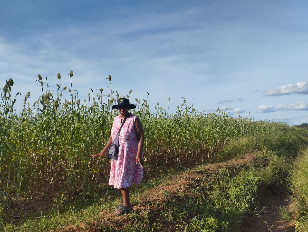 This is Mrs Elizabeth Mpofu, agroecology champion &amp; traditional grain promoter from SHASHE area of Masvingo in Zimbabwe. She is passionate in seed systems &amp; has worked with accessions from <a href="/ICRISAT/">ICRISAT</a>  in PVS  <a href="/retesemi/">Rete Semi Rurali ETS</a> <a href="/MoLAFWRD_Zim/">MinofLands,Agric,Fisheries,Water&Rural Development</a> <a href="/planttreaty/">PlantTreaty</a> <a href="/FAO/">Food and Agriculture Organization</a> <a href="/Oxfam/">Oxfam International</a> <a href="/Welthungerhilfe/">Welthungerhilfe (WHH)</a>