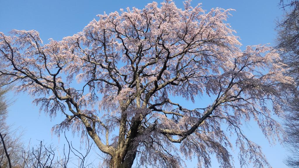 _highmoon's tweet photo. 五斗蒔の桜 https://t.co/EQlkdVXFkp