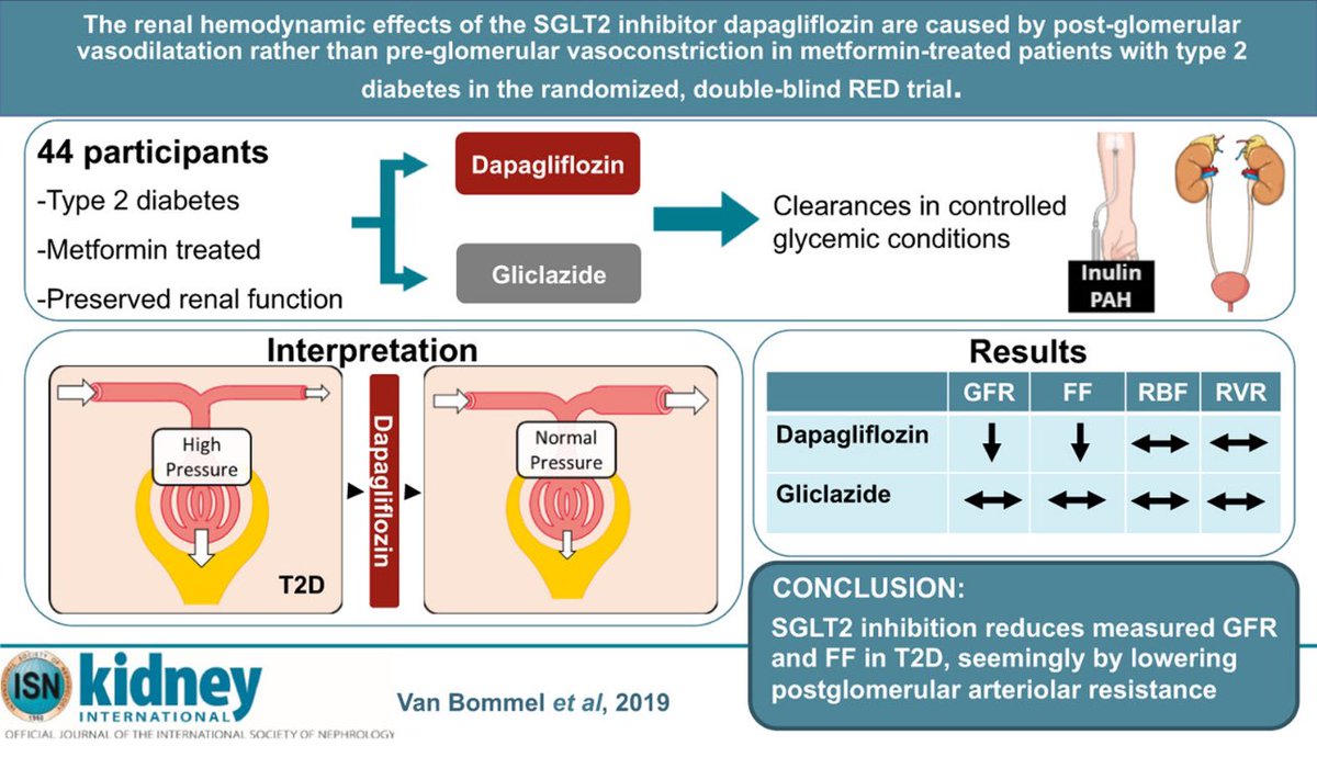 The renal hemodynamic effects of the SGLT2 inhibitor dapagliflozin are caused by post-glomerular vasodilatation rather than pre-glomerular vasoconstriction in metformin-treated patients with type 2 diabetes in the randomized, double-blind RED trial

kidney-international.org/article/S0085-…