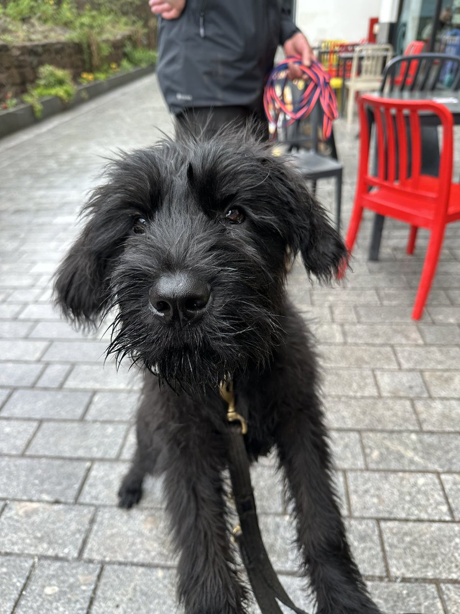 TPD Clive 🥰 he’s a little star ⭐ 
<a href="/DC_PoliceDogs/">DC_Police Dogs ( Puppy Development Program)</a> <a href="/Ceara59341215/">Lordstones Kennel</a> <a href="/ACCLeaper/">Assistant Chief Constable Nikki Leaper</a>