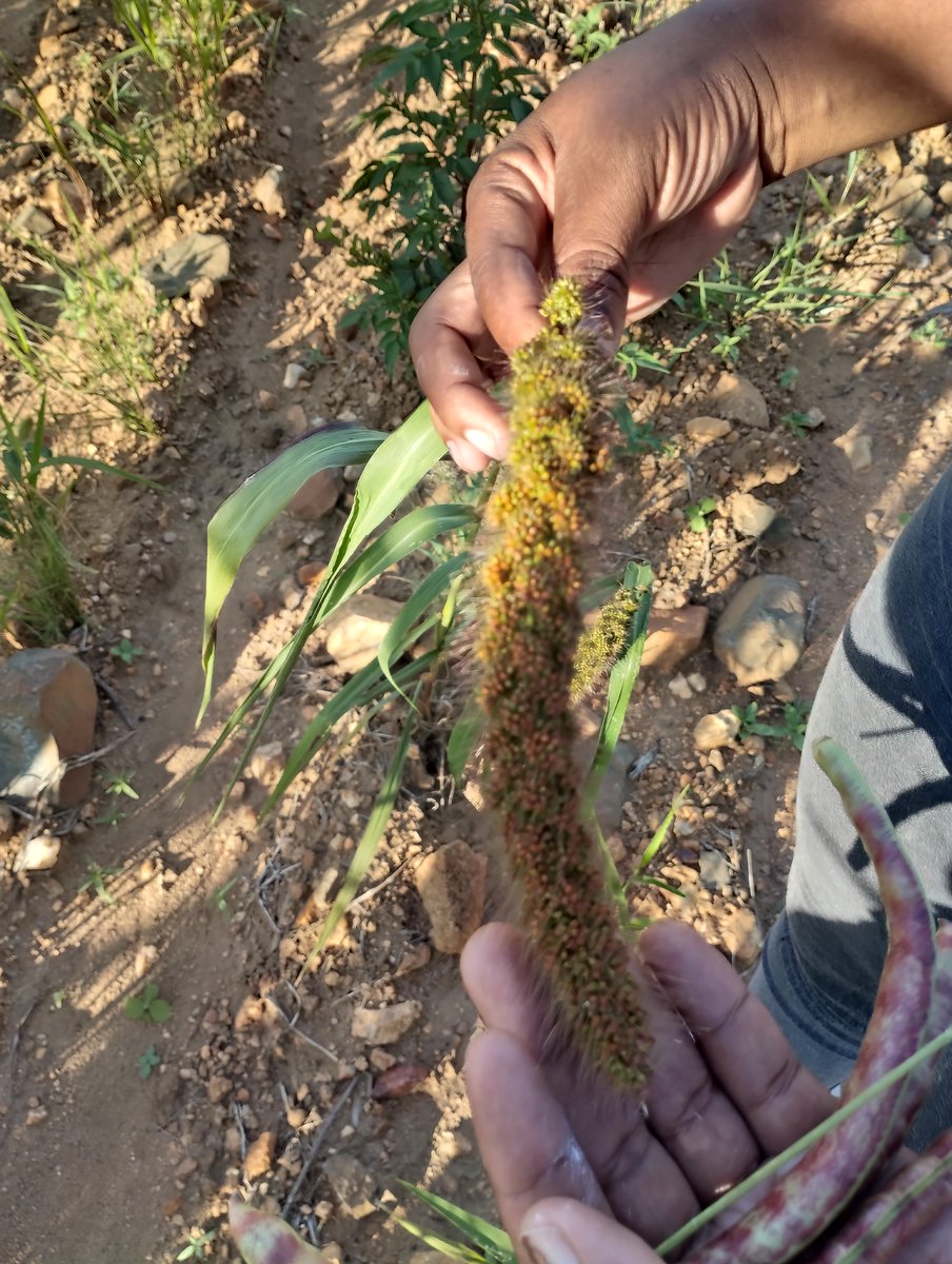 This is a fingermillet called fox-tail, repatriated from the National Genebak of Zimabwe <a href="/MoLAFWRD_Zim/">MinofLands,Agric,Fisheries,Water&Rural Development</a>  after disappearing. Farmers managed to multiple the repatriated 100grams into more than 2 tonnes of seeds over a 3 year period. <a href="/retesemi/">Rete Semi Rurali ETS</a> @TDH_IF <a href="/ICRISAT/">ICRISAT</a>