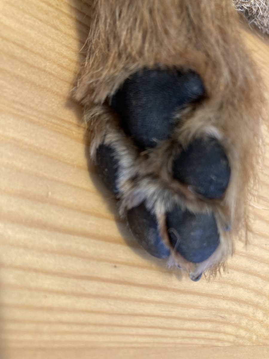 I sends you my teddy bear today ⁦<a href="/lyndaward5/">Dame Aunty Lynda Ward. BTP CBE.</a>⁩ ⁦<a href="/MrSebBT/">Sir Boots BT - bro to Sir Seb🌈💕</a>⁩ ⁦<a href="/BeedieCath/">Cath Beedie</a>⁩ ⁦<a href="/lynniehamish/">Hamish’s Lynne</a>⁩