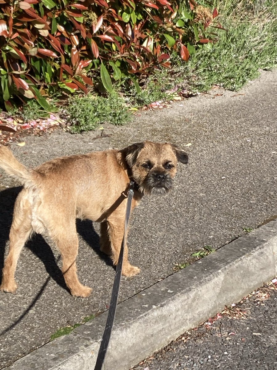 Lovely snootering this morning! ⁦<a href="/lyndaward5/">Dame Aunty Lynda Ward. BTP CBE.</a>⁩ ⁦<a href="/MrSebBT/">Sir Boots BT - bro to Sir Seb🌈💕</a>⁩ ⁦<a href="/BeedieCath/">Cath Beedie</a>⁩ ⁦<a href="/Heidi_BTerrier/">Heidi BT 🐾🎾🏁</a>⁩