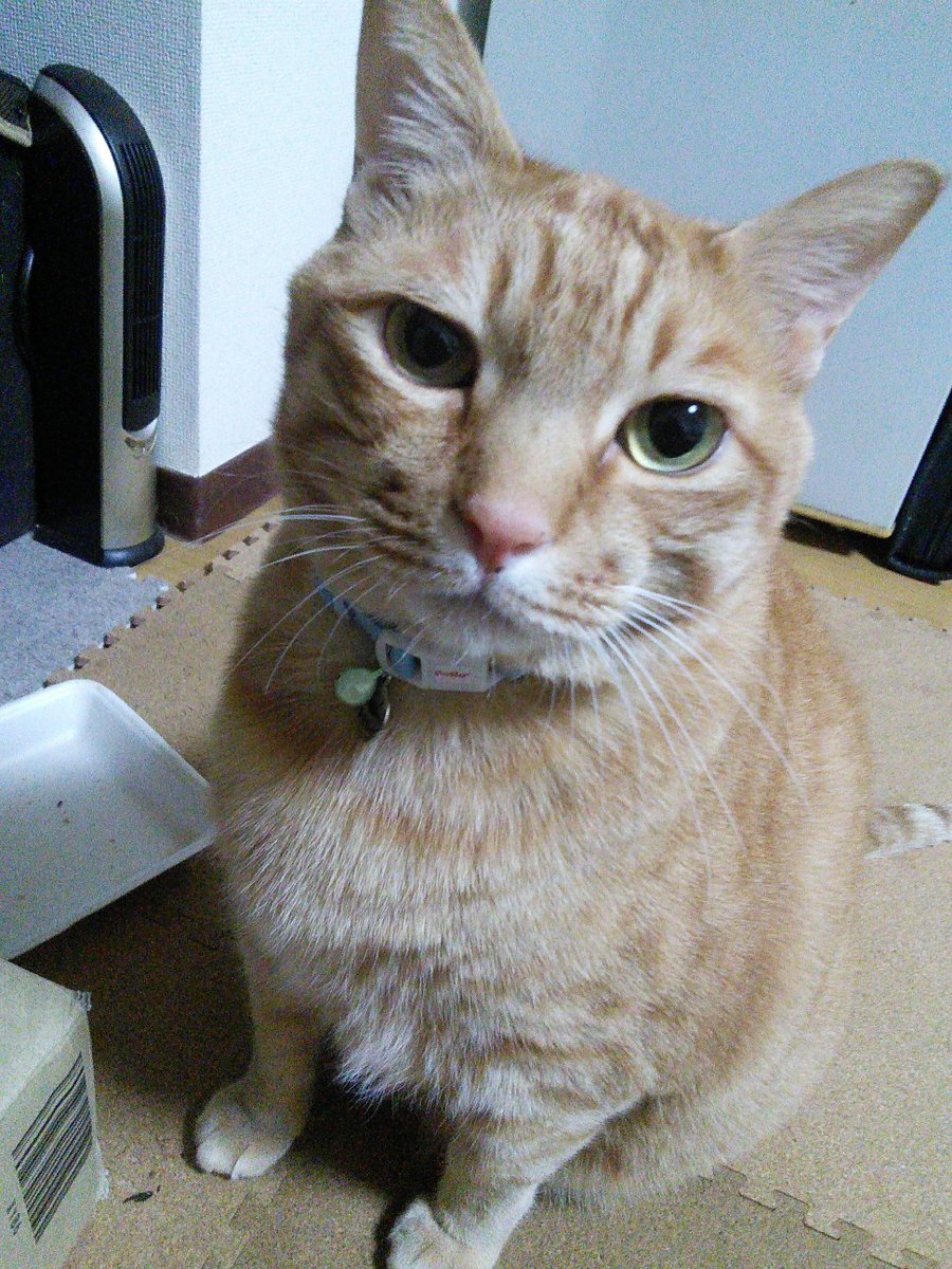 おやつ なくなったよ❗😾

#猫