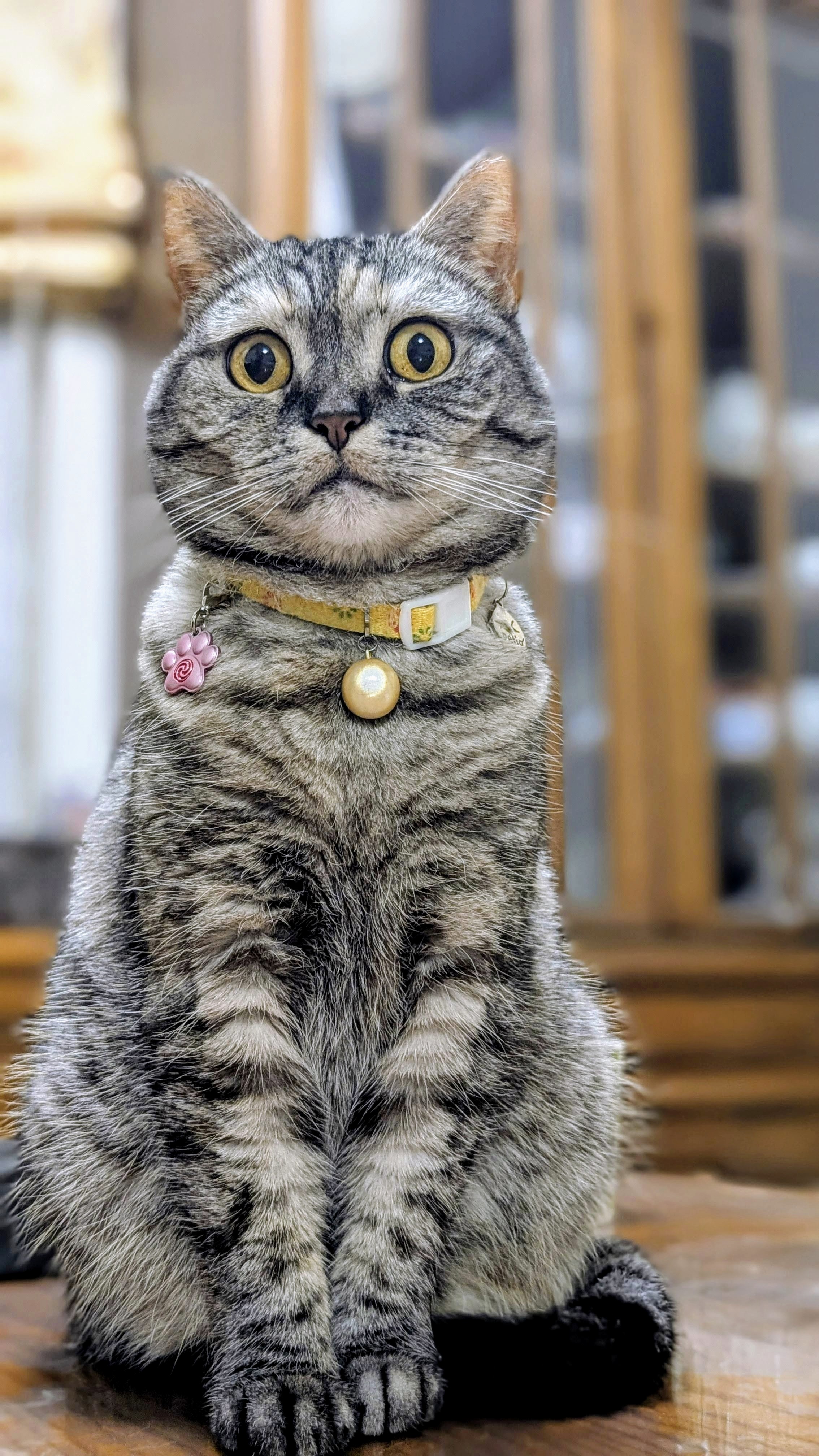ねこさん⚡(ΦωΦ) on X: 
