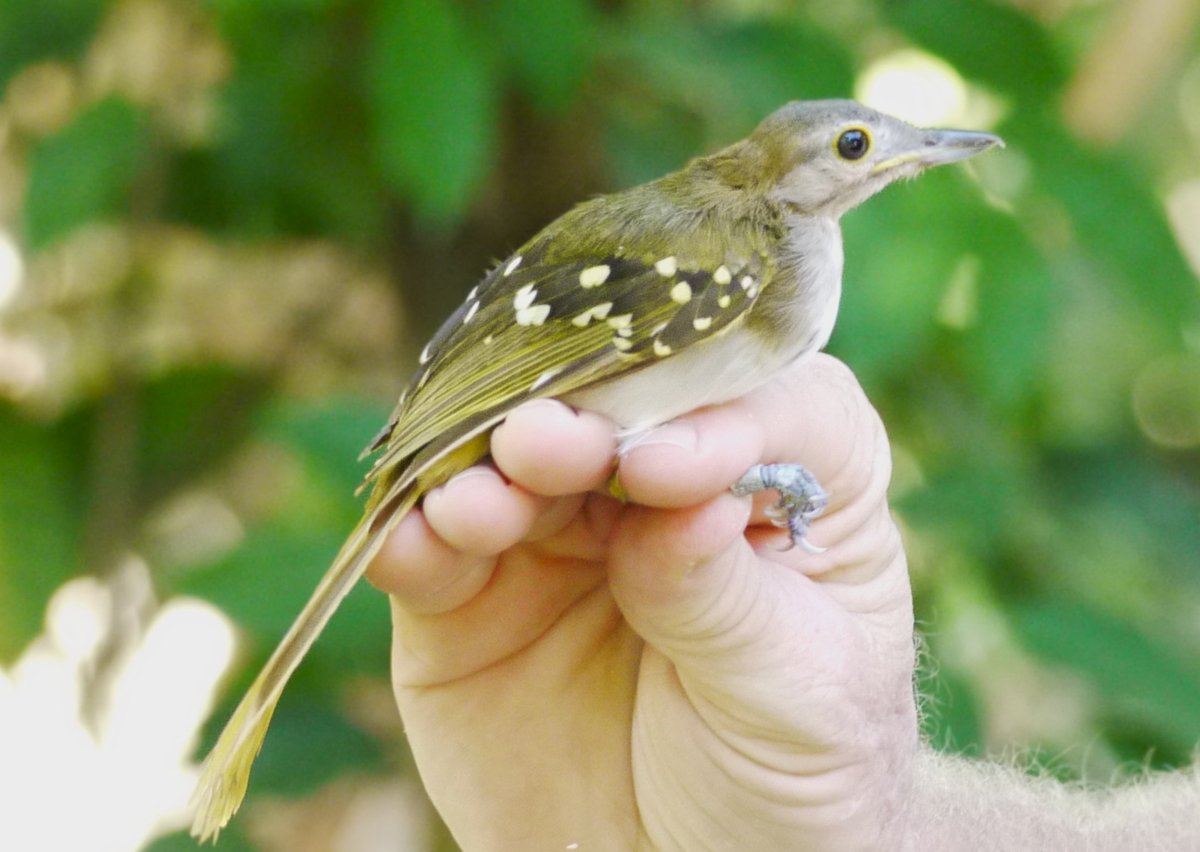 Just a few highlights from today's bird ringing @ARochaKenya: Eastern Nicator (singer!), Scaly Babbler (rare catch!), &amp; Paradise Flycatcher (migrant!). No Palearctic migrants, which is very unusual for this time of the year. #BirdRinging #KenyaBirds #Conservation #watamu