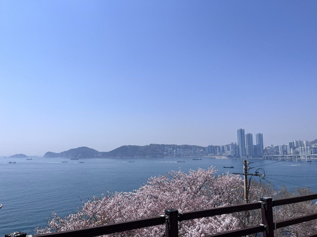 eiashinn's tweet photo. 只能說海+櫻花真的是絕美 https://t.co/0yY3M3Z40M
