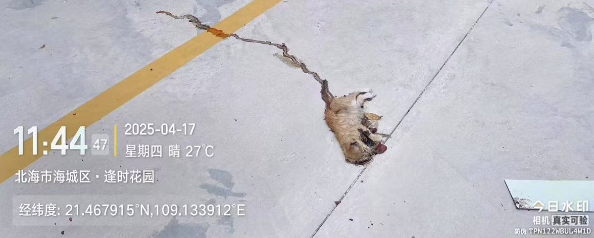 Chinese people abuse animals tweet media