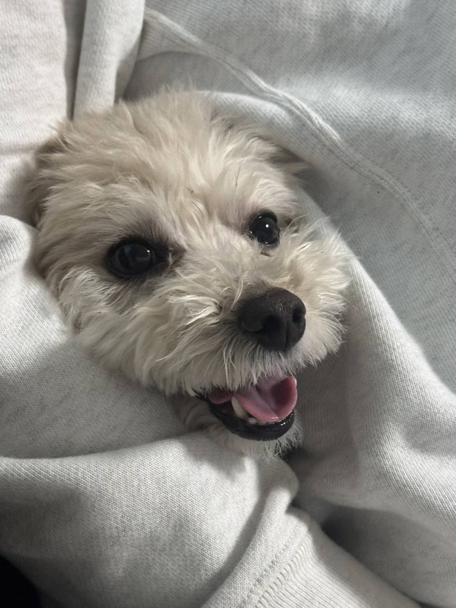 Meu2y's tweet photo. ←弟が撮った犬　私が撮った犬→
←母が撮った犬　私が撮った犬→

何故だ https://t.co/dZaXVr6Oi2
