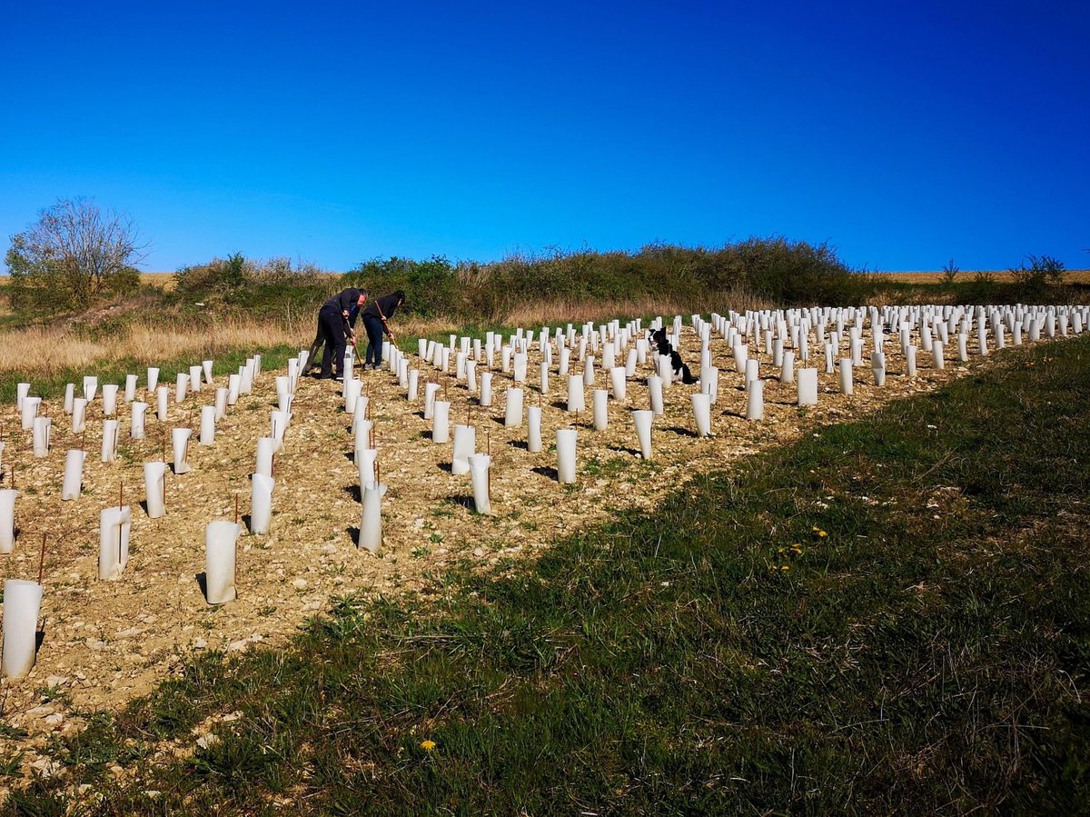Vin de table en Champagne : la plantation de vignes hors indication géographique fait bondir le Syndicat général des vignerons
france3-regions.francetvinfo.fr/grand-est/marn…