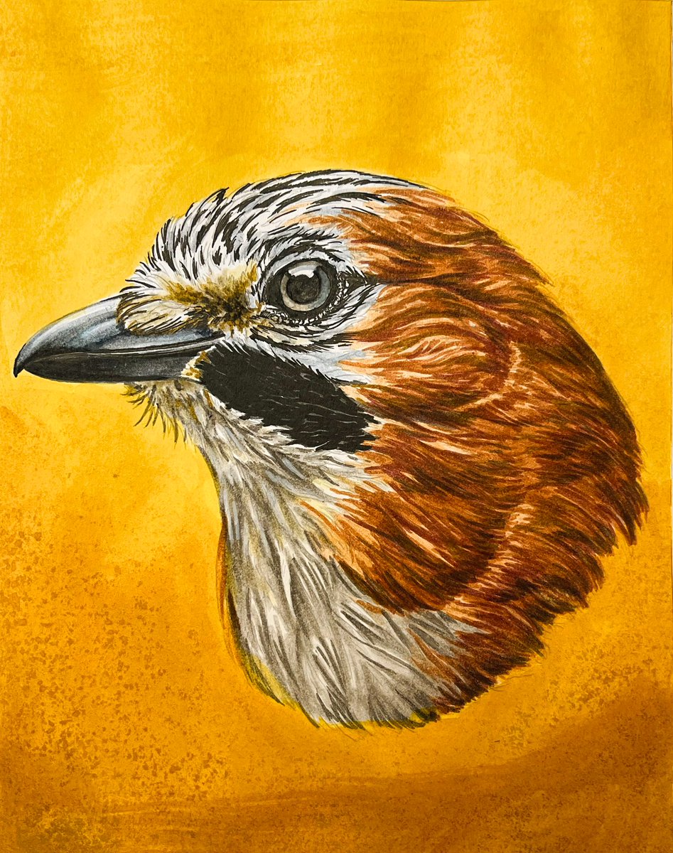 Inkt over papier verstpeid. Er kwam een gaai uit. En dat op een donderdag. 

‘Portret van Gaai’
29,7 x 21 cm
Inkt op papier

Retweet is lief.