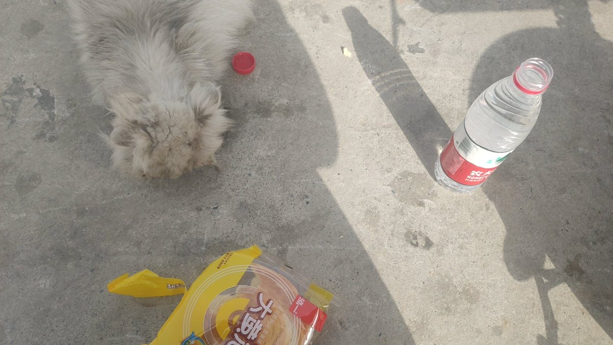 #STEPNGO
今天跑步看到一只猫咪奄奄一息
好可怜  给它买了面包和水
我不能领养它 因为我家里还有一个怀孕的猫咪   
#STEPNGO 今日は走っていて猫が息も絶え絶えになっているのを見ましたかわいそうにパンと水を買ってあげた私はそれを養子にすることはできません。私の家には妊娠した猫がいるからです