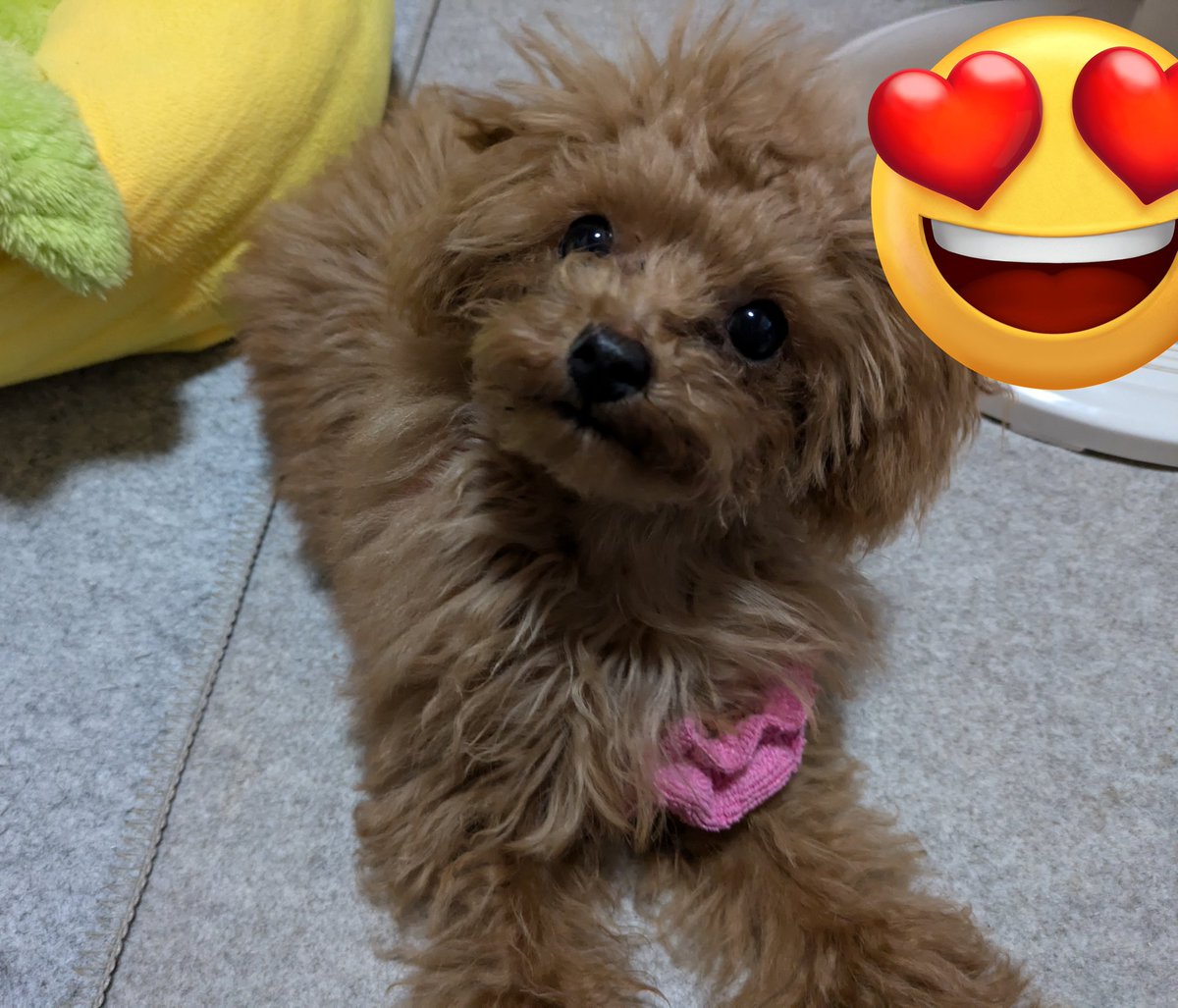 ボクげんきだよ🩵
もうすぐ5ヶ月になるよ🐶☺️🩵