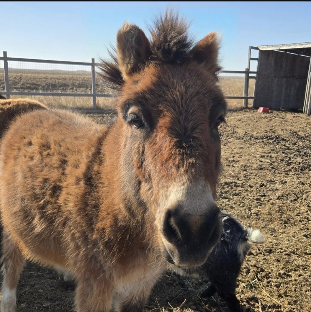 HoovesHappy's tweet photo. Cyrus, the cutest short-eared mule you'll ever see!
#cyrusthemule #sanctuary #ponysanctuary #donkeysanctuary #ponyhour #longears #minimule #mules #mule #happylittlehooves https://t.co/CtwZUiLSAX