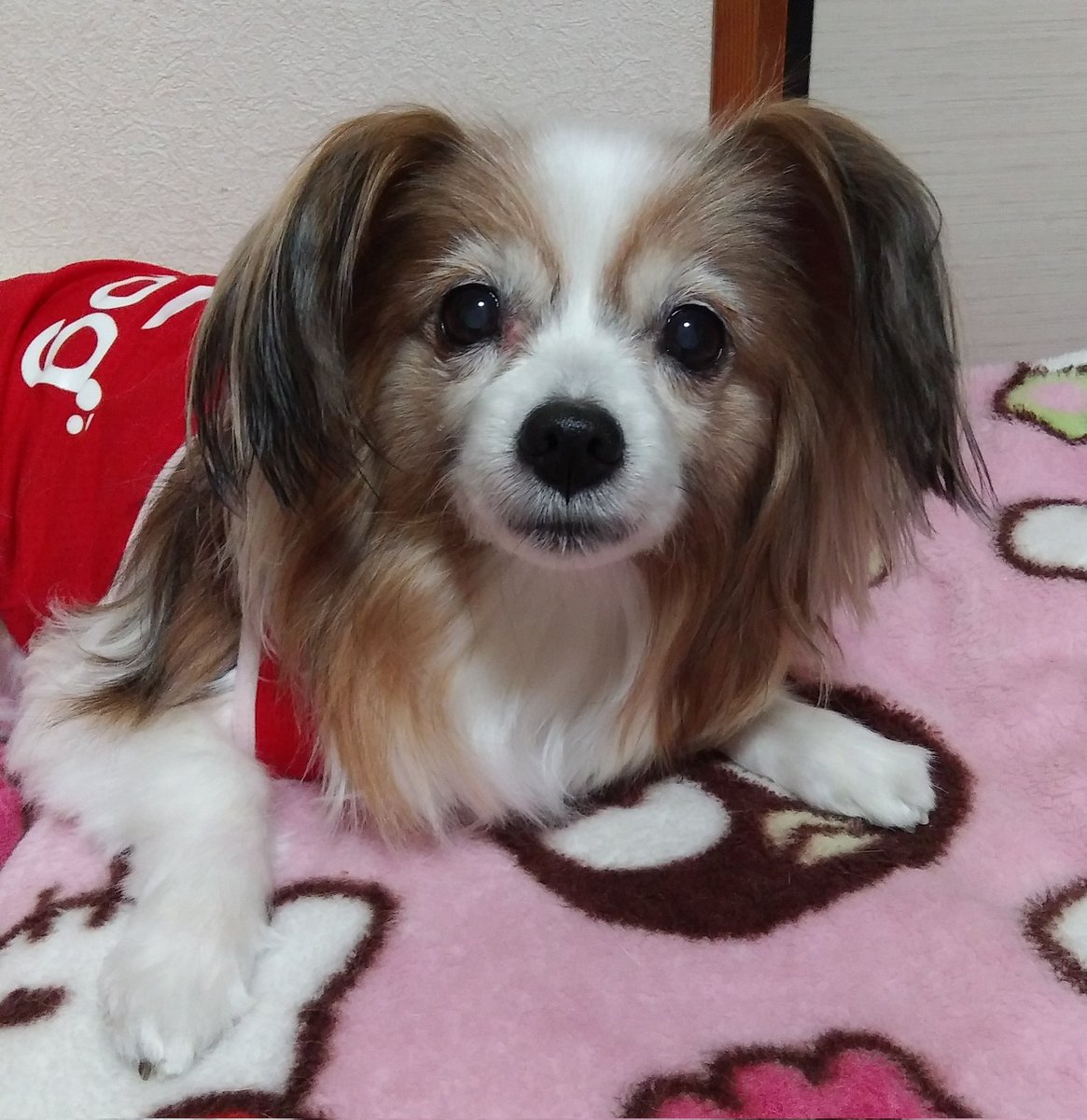 今日はソラお姉ちゃんの月命日🌈なんだ